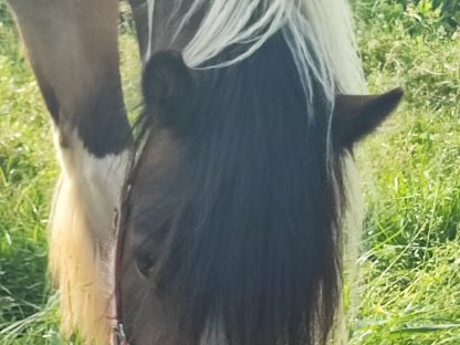 Bild 5:Irish Cob Stute, Tinker