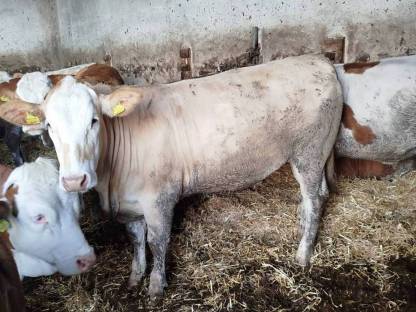 Bild 2:Trächtige Kalbin geeignet als Mutterkuh