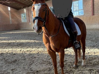 Bild 2:American Quater Horse - 11 Jahre