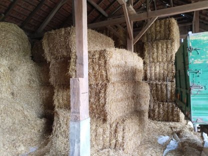 Bild 2:Gerstenstroh, ungeschnitten