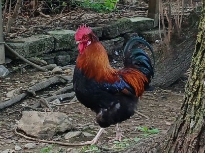 Sulmtaler Hahn