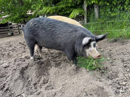 Bild 5:Bio-Berkshire Zuchtschweine