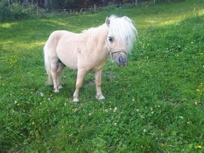 Ponyhengst zu verkaufen