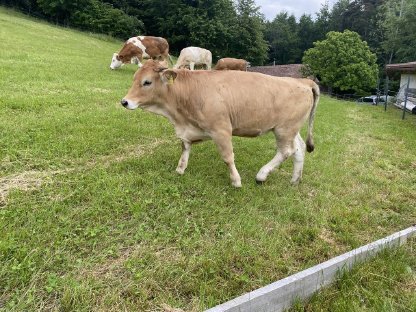 Murbodner