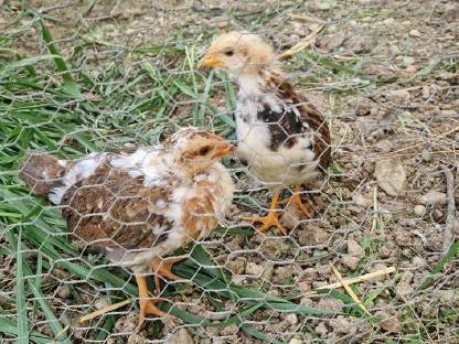Blumenhuhn Küken