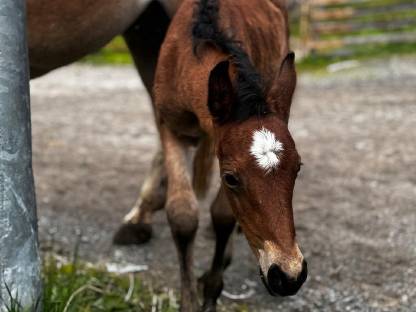 Haflinger-Araber Stutfohlen