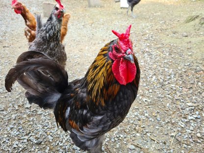 Bild 2:Hähne verschiedene Rassen