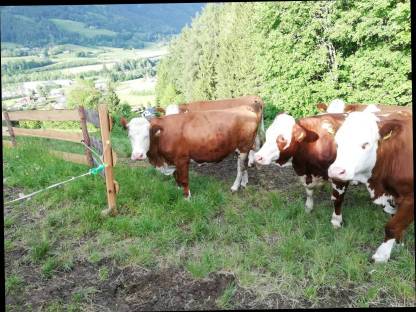 Verkaufe trächtige FV Kalbin