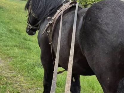 Kaltblut Percheron Hengst