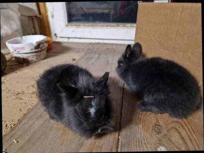 Bild 3:Löwenkopf Zwerghasen