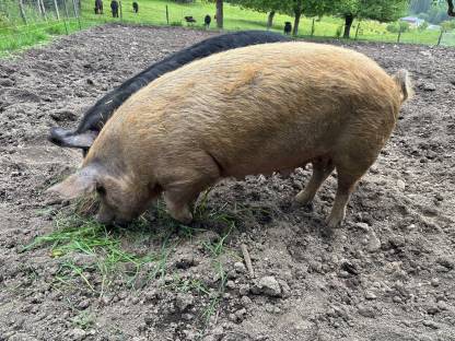 Bild 4:Bio-Berkshire Zuchtschweine