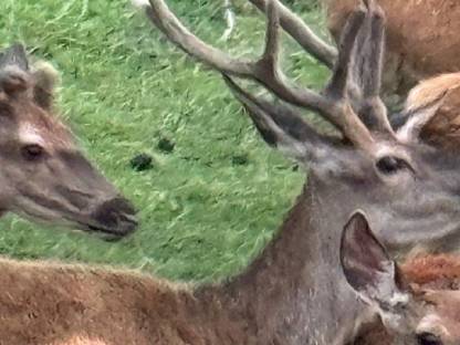 Bild 9:Rothirsch Zuchthirsche