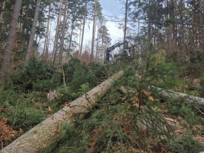 Bild 3:Holzschlägerung