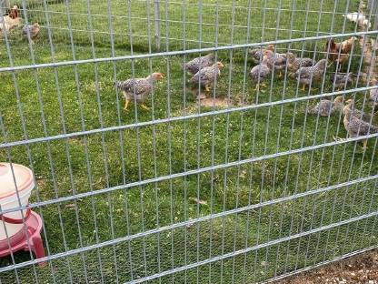 Bielefelder Kennhuhn