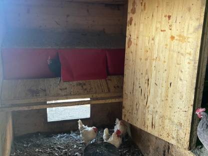 Bild 8:Hühnerstall für 150 Bio-Hühner