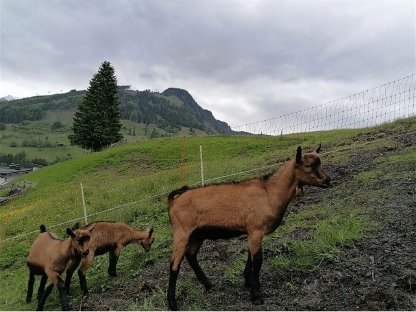 GGZ Kitzbock