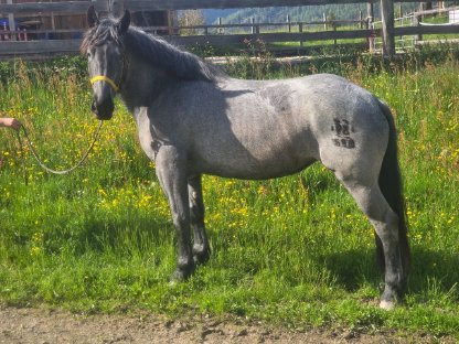 Bild 3:3-jährige Norikerstute