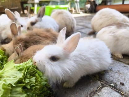 Bild 3:Kaninchen Babys und Erwachsene