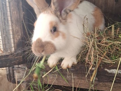 Bild 2:Hasen, Fleischhasen/Schlachthasen