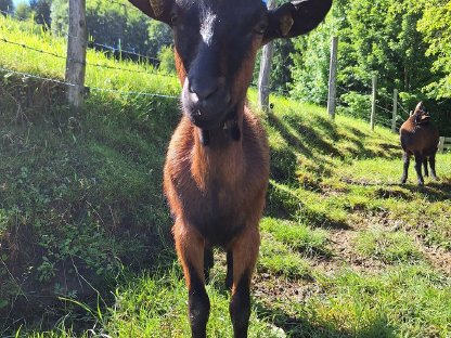 Bild 2:Pinzgauer Ziege