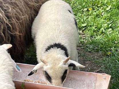 Bild 4:Waldschaf-Lämmer