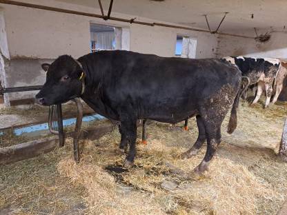 Angus x Fleckvieh Deckstier