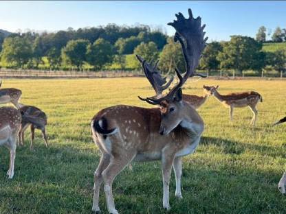 Bild 4:Hochkapitales Damwild zur Zucht