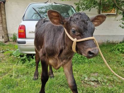 Stierkalb