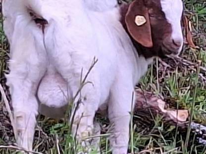 Buren Ziegenbock BIO