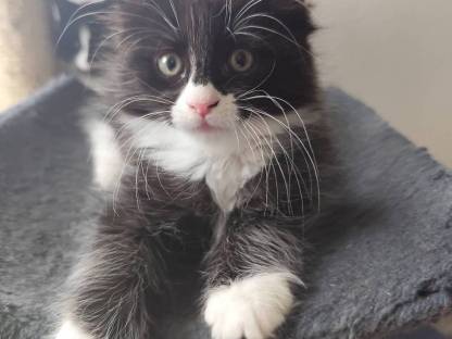 Maine Coon Kitten