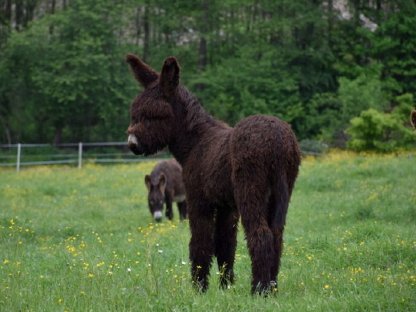Bild 2:Zamorano-Leones Riesenesel