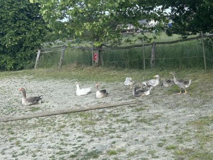 Junge Gänse