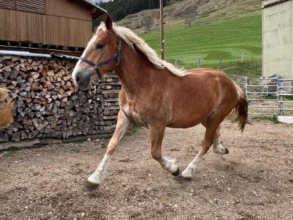 Bild 3:Fuchsstute 2-jährig