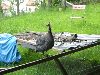 Perlhuhn Brutpaar