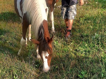 Bild 5:Pinto Junghengst