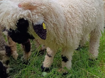 Bild 3:BIO Walliser Schwarznasen Widderlamm JOHANNES herdbuchfähig