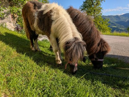 Bild 9:Shetty Stutfohlen