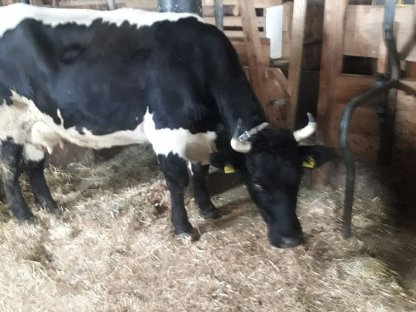 Verkaufe schwarze Pinzgauerkuh