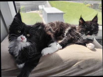 Maine Coon Kitten