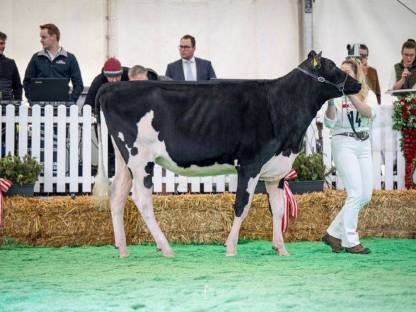 Holstein Kalbinnen