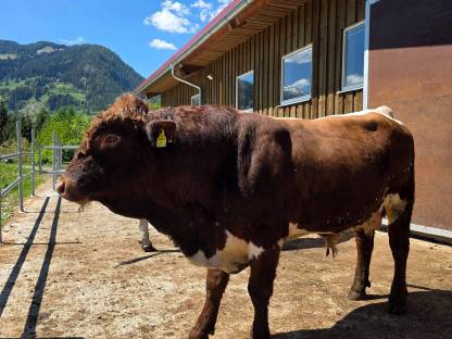 Pinzgauer Stier