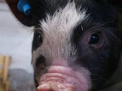 Berkshire Ferkel