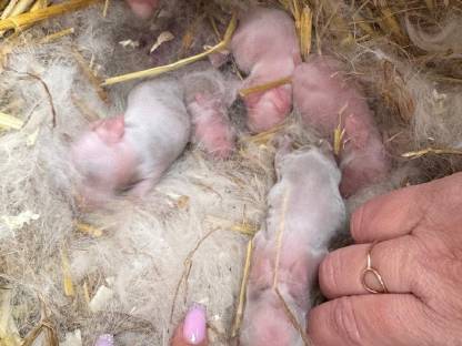 Bild 2:Zwergwidder Babys