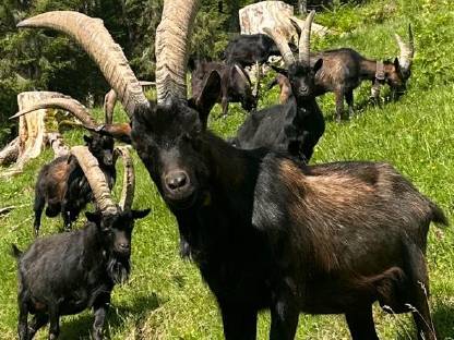 Aosta Bock
