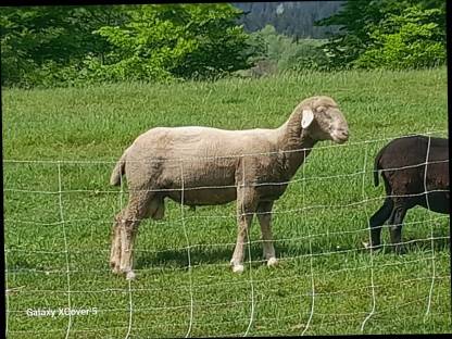 Merino Widder