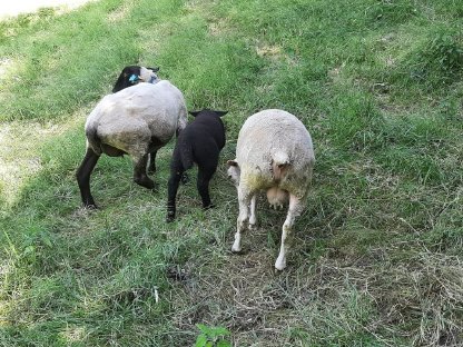 Bild 3:Schafwidder Berrichon du Cher