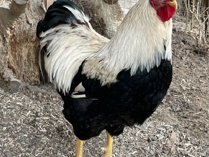 Wunderschöner Zwerg-Plymouth-Rock Hahn abzugeben