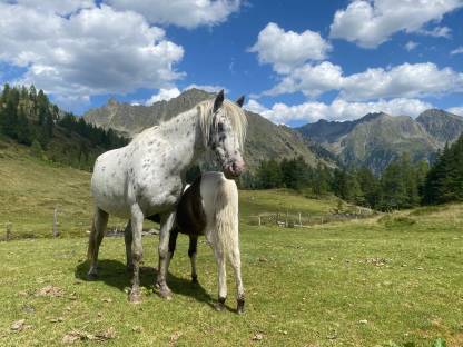 Bild 2:Tigerpony Stute