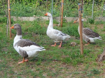 Bild 6:Verkaufe Graugänse