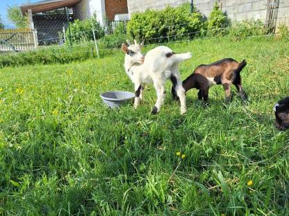 Bild 4:Tauernscheckenbockkitz